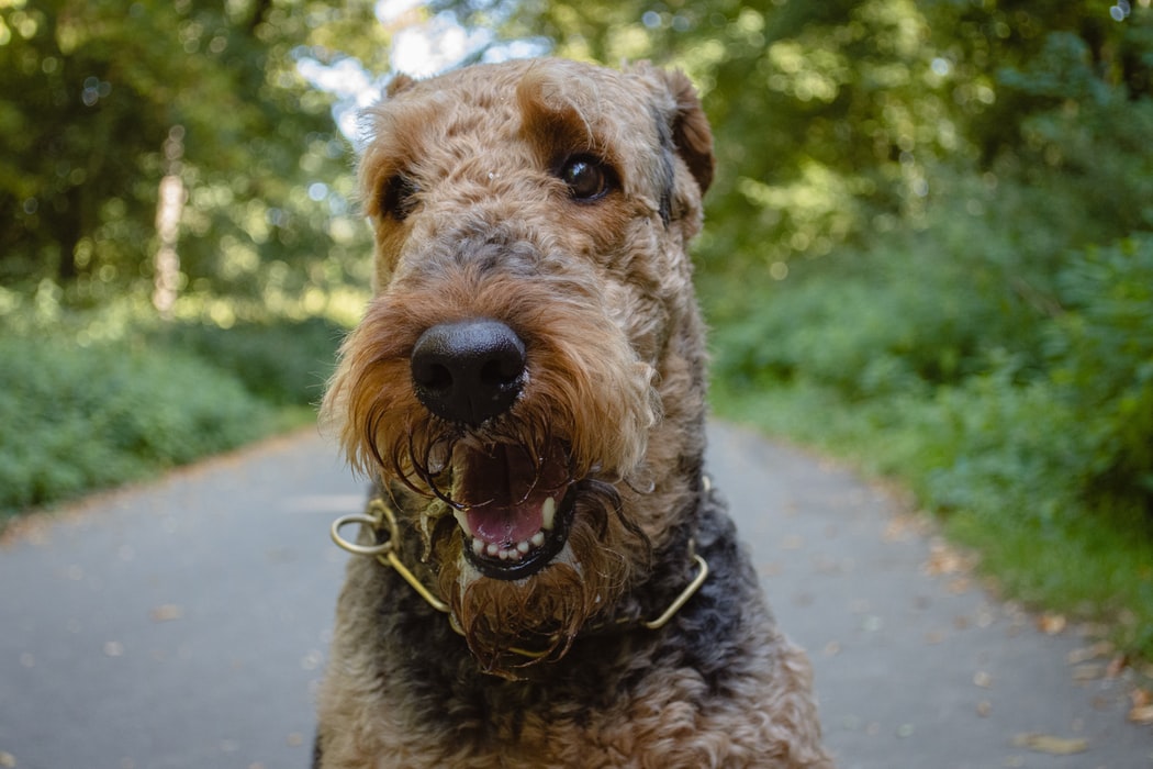 an airedale terrier